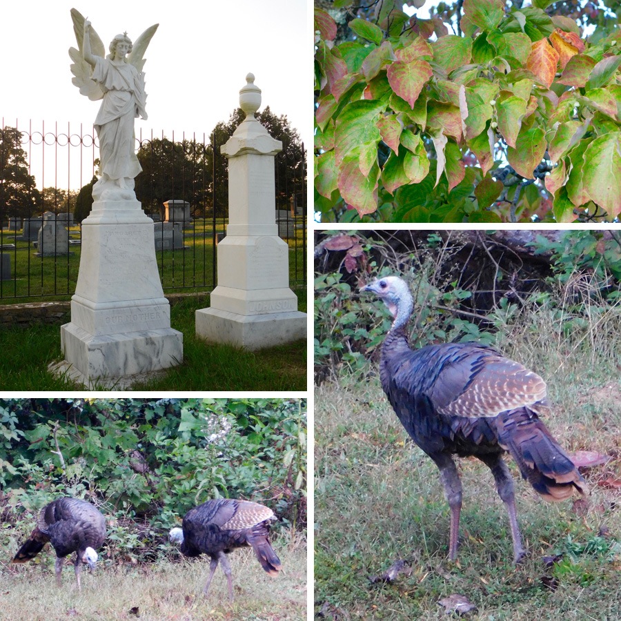 Hendersonville Week 3